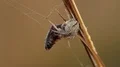 4K Orbweaver (Araneidae) Spider and Prey 4k or 4k+ Resolution