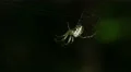 4K Orbweaver (Mangora spiculata) Spider 1 4k or 4k+ Resolution