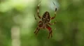 4K Orbweaver (Neoscona crucifera) Spider 2 4k or 4k+ Resolution