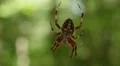 4K Orbweaver (Neoscona crucifera) Spider 3 4k or 4k+ Resolution