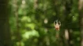 4K Orbweaver (Neoscona crucifera) Spider 4 4k or 4k+ Resolution