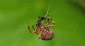 4K Orbweaver (Neoscona crucifera) Spider and Prey 1 4k or 4k+ Resolution