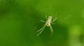 4K Orchard Orbweaver (Leucauge venusta) Spider 4 4k or 4k+ Resolution
