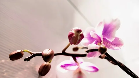 4K Orchid blooms Stock Footage 70164214