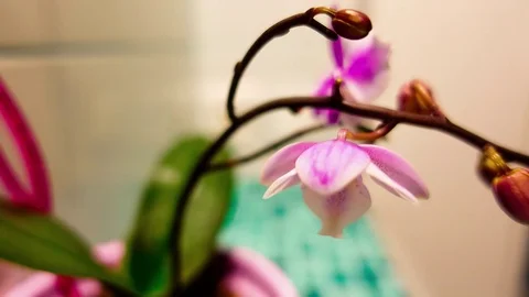 4K Orchid blooms, timelaps Stock Footage 69903286