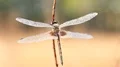 4K Ornate Pennant (Celithemis ornata) Covered with Dew 4k or 4k+ Resolution