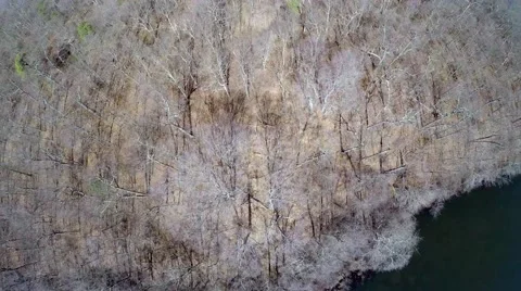 4k Over Head of a Dead Forrest in Blydenburg Stock Footage 50361370