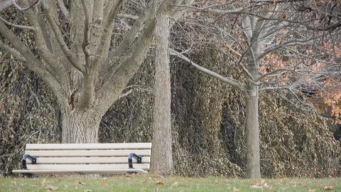 4K Overcast Day Tree Branches Swaying In Wind By Park Bench Vídeos de archivo 89199247