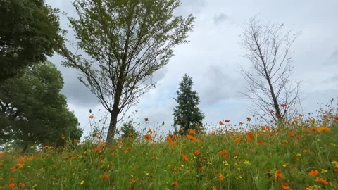 4K Overcast Daylight Blooming Orange Cosmos Field Swaying Stock Footage 345309542