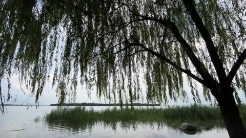 4K Overcast Willow Tree Swaying Lake Water Ripples Stock Footage 345699342