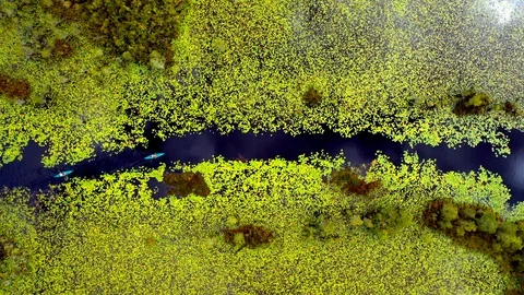4K Overhead Aerial: Two Kayakers in Swamp, River, Lily Pad Landscape Stock Footage