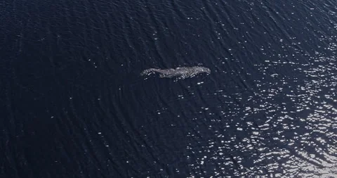 4K Overhead Alligator Glide: Smooth Left to Right Swim in Swamp Stock Footage 250652392
