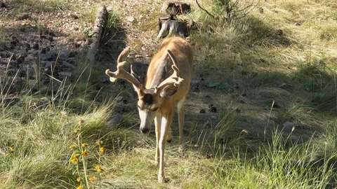 4K Overhead Shot of Sick Buck that died from CWD disease 4 days later-4 Stock Footage 119083956
