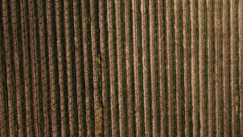 4K overhead shot tracking across rows of vineyards - Part 2 of 2 Stock-Footage 114542127