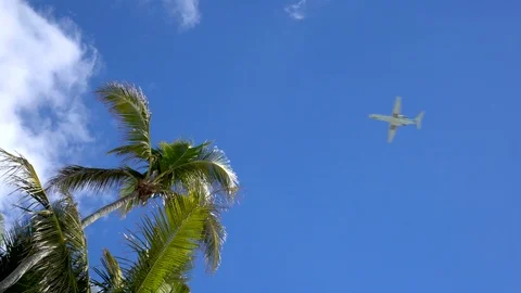 4K Overhead view of airplane flying across clear blue sky and palm tree tops Vídeos de archivo 90577013