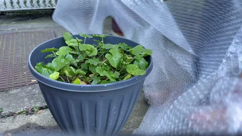 4K overwintering wasabi plants using bubble wrap Stock Footage 224719584