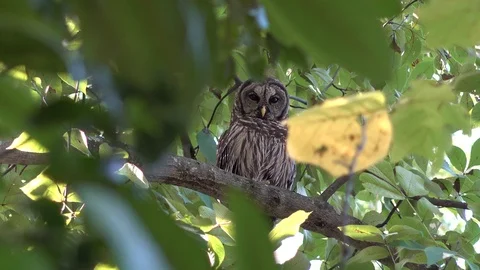 4K Owl Video stock 116454949