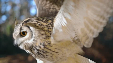 4K Owl in the Forest flapping its Wings - 60fps slowmotion Stock Footage 141287307