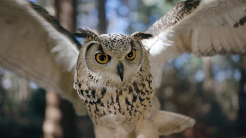 4K Owl in the Forest flapping its Wings - 60fps slowmotion Stock Footage 141287309