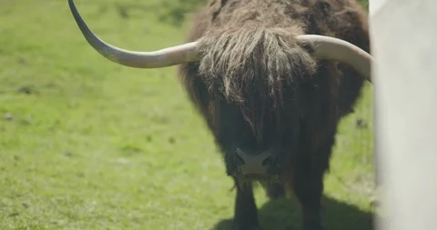 4K Ox On Farm Chewing 库存影片 111602967