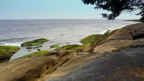 4K Pacific North West Beach Horizon, Low Fir Tree and Waves on Rocks Stock Footage 79734791