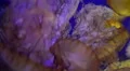 4K Pacific Sea Nettle 01 Jellyfish 4k or 4k+ Resolution