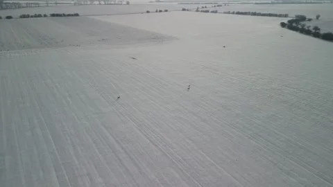 4K pack of deers in winter Video stock 265656018