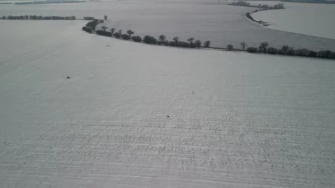 4K pack of deers in winter_2 Video stock 265656019