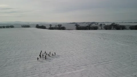 4K pack of deers in winter_3 Stock Footage 265656031