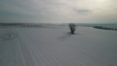 4K pack of deers in winter_4 Stock Footage 265656058