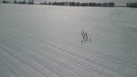 4K pack of deers in winter_6 Video stock 265656093