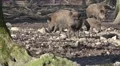 4k Pack wild boars in rocky muddy ground 4k or 4k+ Resolution