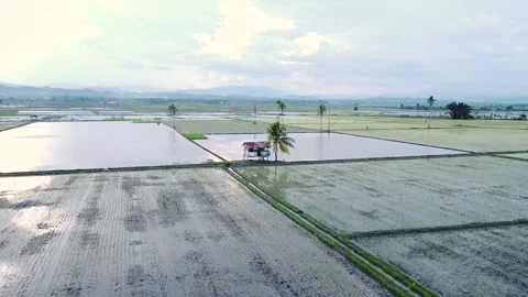 4k The Paddy Rice Fields Stock Footage 240318713