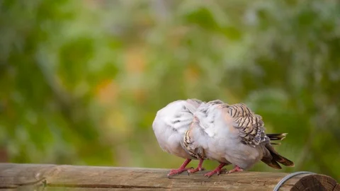 4K Pair of crested turtledoves (Ocyphaps lophotes) Australian preening feathers Stock Footage 100360288