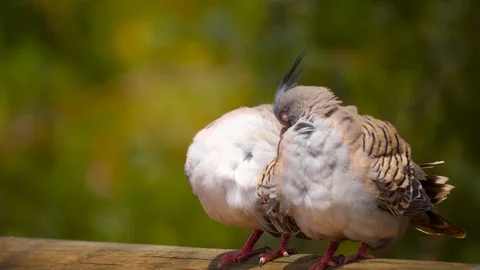 4K Pair of crested turtledoves (Ocyphaps lophotes) Australian preening feathers Stock Footage 100360369