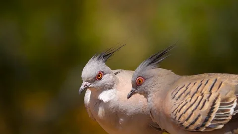 4K Pair of crested turtledoves (Ocyphaps lophotes) Australian preening feathers Stock Footage 100360508