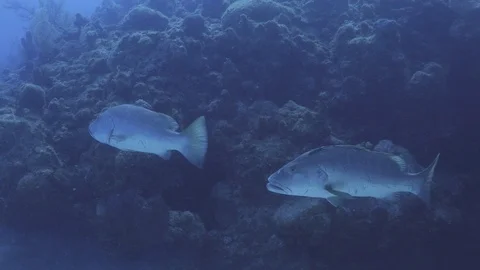 4k A Pair Of Cubera Snapper Cruise Reef Stock Footage 117084011