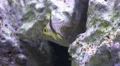 4k Pajama cardinalfish Sphaeramia nematoptera close up in coral reef 4k or 4k+ Resolution