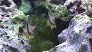 4K Pajama Cardinalfishes Sphaeramia Nematoptera Close Up In Coral Reef Stock Footage