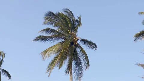 4K Palm Tree 1 動画素材 116167749