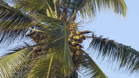 4K Palm Tree 2 Stock Footage 116168043