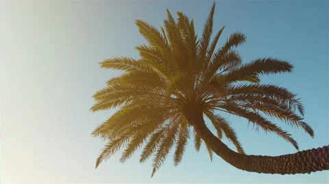 4K Palm Tree Stock Footage 41717169