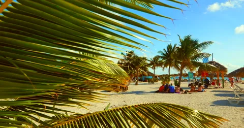 4K Palm Tree Leaf in Breeze, Warm Sunny Day on Sand Beach in Paradise Island Stock Footage 61438347