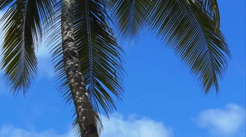 4K Palm tree leaves dancing in the wind Video stock 57777443