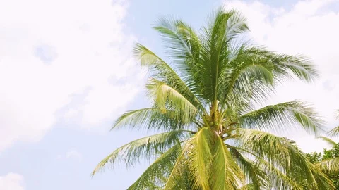 4K Palm tree or leaves of coconut tree waving blown along with the wind on a Stock Footage 116437313