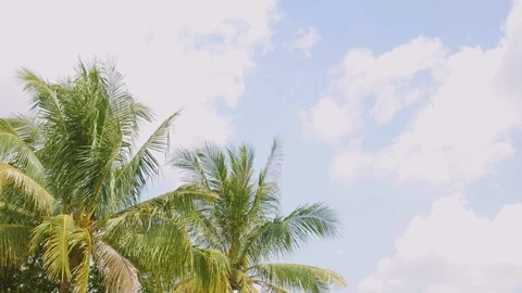4K Palm tree or leaves of coconut tree waving blown along with the wind on a Stock Footage 116437524