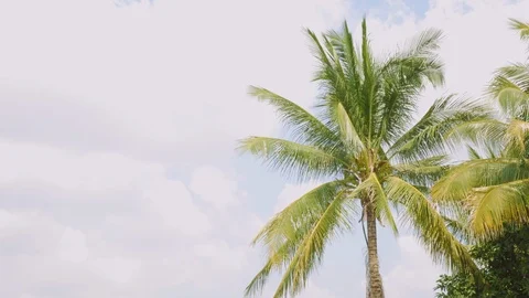 4K Palm tree or leaves of coconut tree waving blown along with the wind on a Stock Footage 116438245