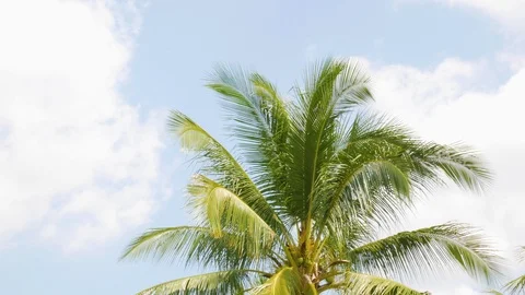 4K Palm tree or leaves of coconut tree waving blown along with the wind on a Stock Footage 116438620