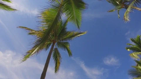 4k Palm Tree Pan Beautiful Vacation Rental Mexico Video stock 85013395