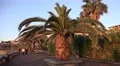 4k Palm tree promenade at Madeira coast and hotel area 4k or 4k+ Resolution